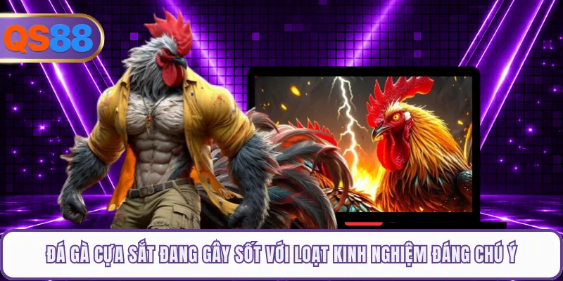 Đá Gà Cựa Sắt Đang Gây Sốt Với Loạt Kinh Nghiệm Đáng Chú Ý