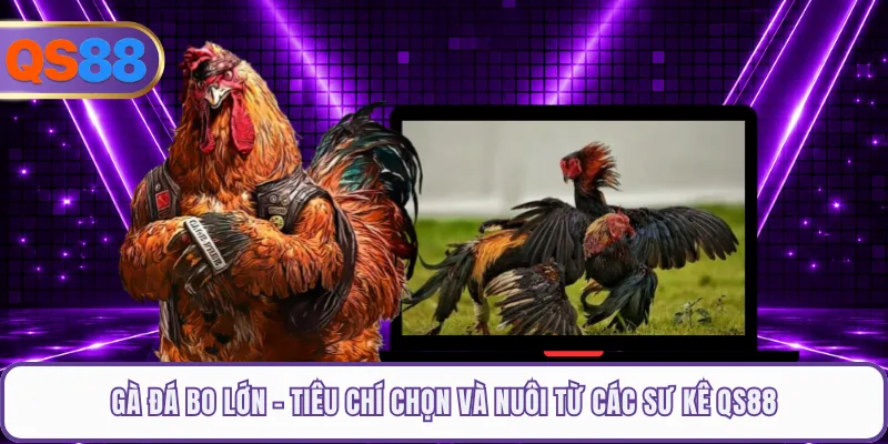 Gà Đá Bo Lớn - Tiêu Chí Chọn Và Nuôi Từ Các Sư Kê QS88