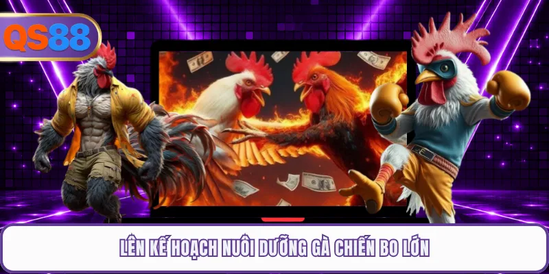Lên kế hoạch nuôi dưỡng gà chiến bo lớn