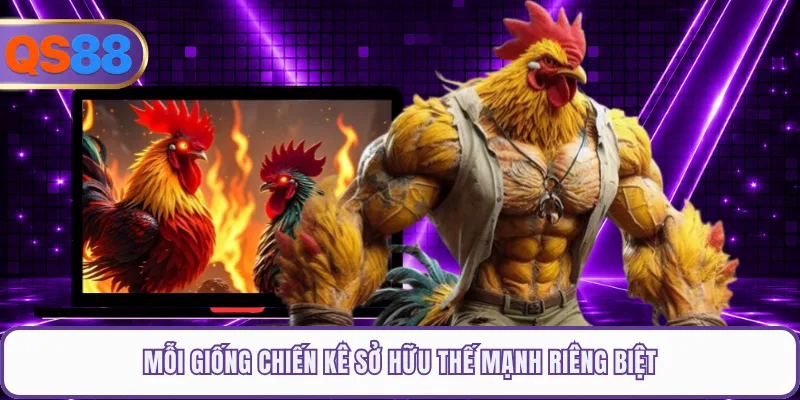 Mỗi giống chiến kê sở hữu thế mạnh riêng biệt